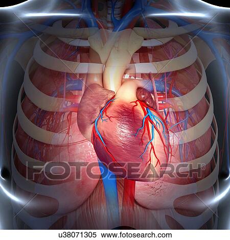 Chest anatomy, artwork View Large Illustration Stock Illustration - Chest anatomy, artwork. Fotosearch