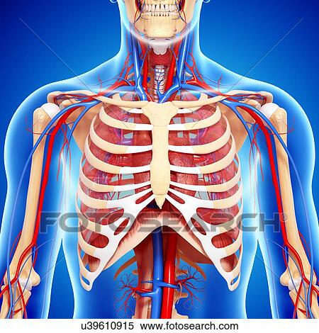 Chest anatomy, artwork View Large Illustration Stock Illustration - Chest anatomy, artwork. Fotosearch