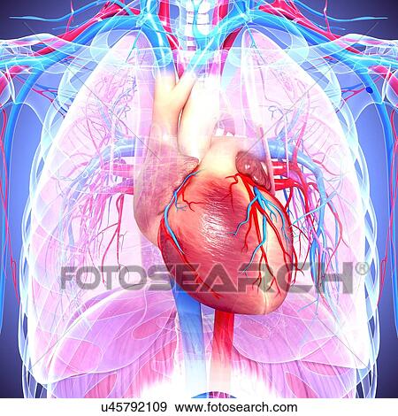 Chest anatomy, artwork View Large Illustration Stock Illustration - Chest anatomy, artwork. Fotosearch