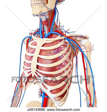 Chest anatomy, artwork View Large Illustration Stock Illustration - Chest anatomy, artwork. Fotosearch