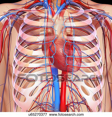 Stock Illustration - Chest anatomy, artwork. Fotosearch