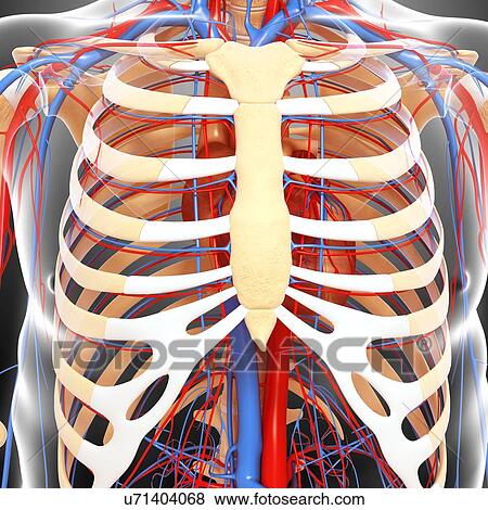 Stock Illustration - Chest anatomy, artwork. Fotosearch