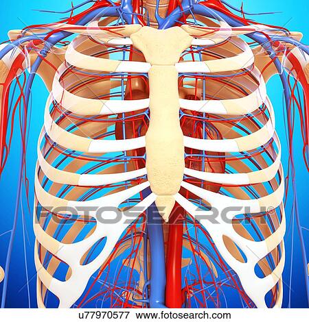 Chest anatomy, artwork View Large Illustration Stock Illustration - Chest anatomy, artwork. Fotosearch