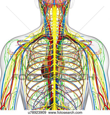 Stock Illustration - Chest anatomy, artwork. Fotosearch
