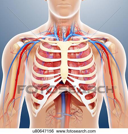 Chest anatomy, artwork View Large Illustration Stock Illustration - Chest anatomy, artwork. Fotosearch