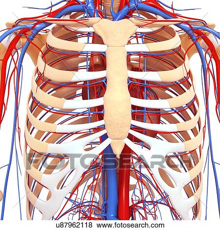 Chest anatomy, artwork View Large Illustration Stock Illustration - Chest anatomy, artwork. Fotosearch