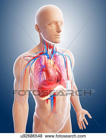 Chest anatomy, artwork View Large Illustration Stock Illustration - Chest anatomy, artwork. Fotosearch