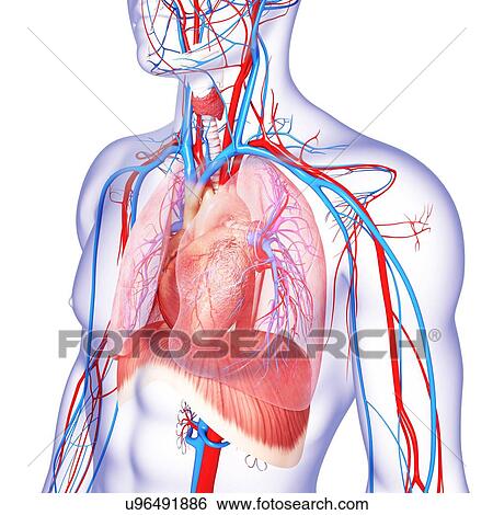 Chest anatomy, artwork View Large Illustration Stock Illustration - Chest anatomy, artwork. Fotosearch