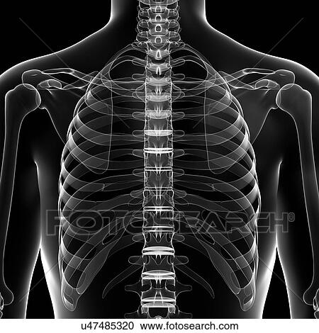 Chest bones, artwork View Large Illustration Clipart - Chest bones, artwork. Fotosearch