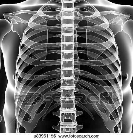 Anatomy Of Chest Bone : Thorax Anatomy Wall Cavity Organs