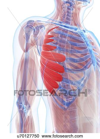 Chest muscles, artwork View Large Illustration Clipart - Chest muscles, artwork. Fotosearch