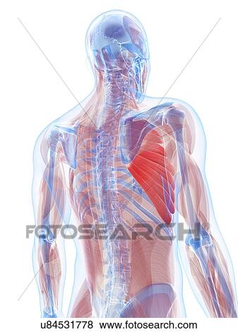 Chest muscles, artwork View Large Illustration Stock Illustration - Chest muscles, artwork. Fotosearch