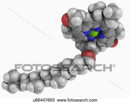 Drawing - Chlorophyll B molecule. Fotosearch