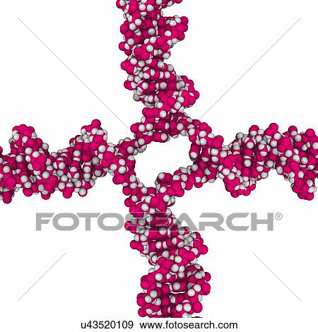 DNA Holliday junction, molecular model View Large Illustration Stock Illustration - DNA Holliday junction, molecular model. Fotosearch