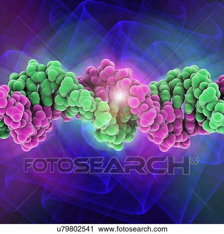 DNA molecule, artwork View Large Illustration Clip Art - DNA molecule, artwork. Fotosearch