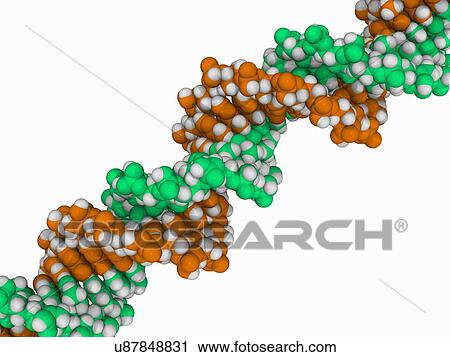Clip Art - DNA molecule, artwork. Fotosearch