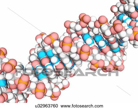 DNA molecule, artwork View Large Illustration Clipart - DNA molecule, artwork. Fotosearch