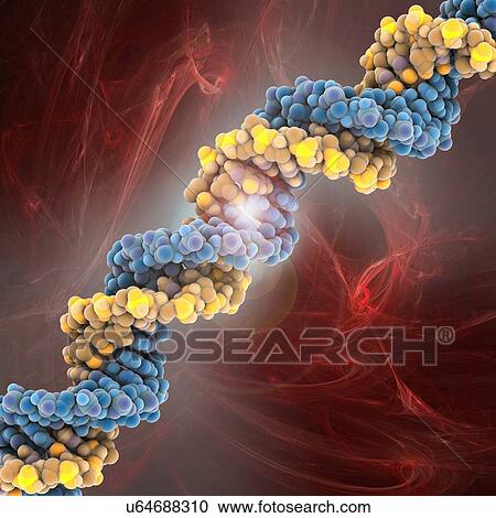 DNA molecule, artwork View Large Illustration Clipart - DNA molecule, artwork. Fotosearch