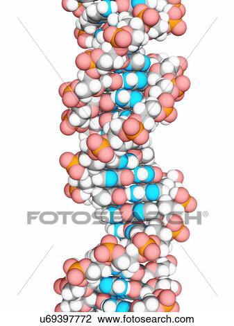 DNA molecule, artwork View Large Illustration Drawing - DNA molecule, artwork. Fotosearch