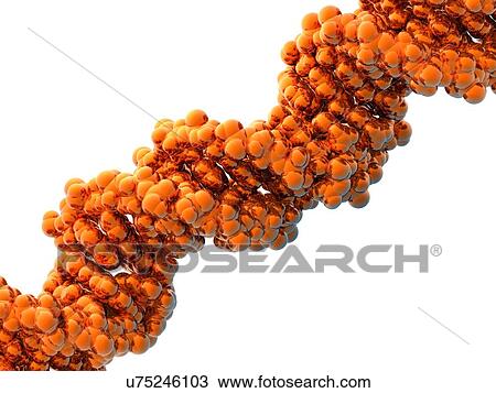 DNA molecule, artwork View Large Illustration Drawing - DNA molecule, artwork. Fotosearch