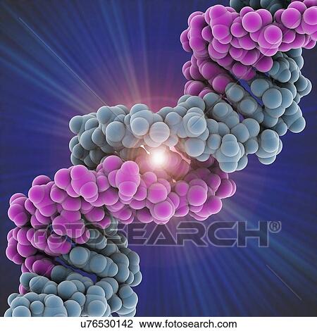 Drawing - DNA molecule, artwork. Fotosearch