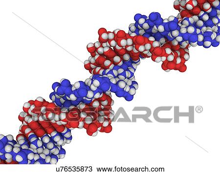 DNA molecule, artwork View Large Illustration Drawing - DNA molecule, artwork. Fotosearch