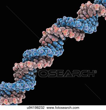 DNA molecule, artwork View Large Illustration Drawing - DNA molecule, artwork. Fotosearch