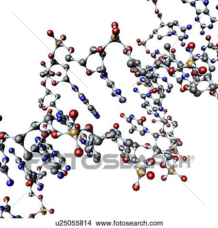 DNA molecule, artwork View Large Illustration Stock Illustration - DNA molecule, artwork. Fotosearch