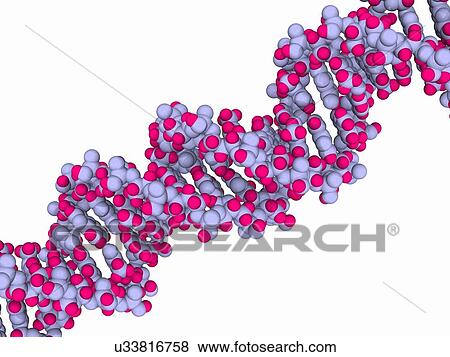DNA molecule, artwork View Large Illustration Stock Illustration - DNA molecule, artwork. Fotosearch