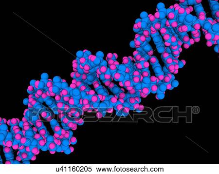 DNA molecule, artwork View Large Illustration Stock Illustration - DNA molecule, artwork. Fotosearch