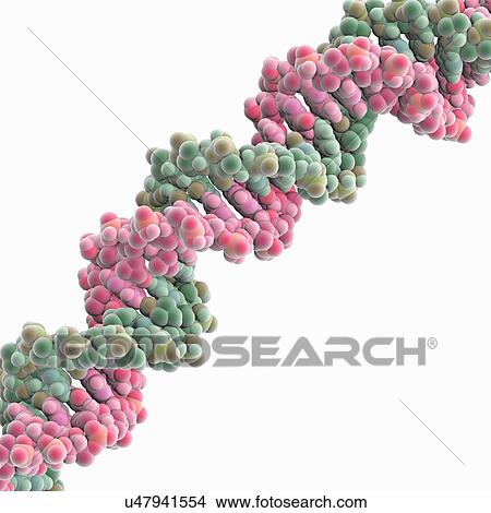 DNA molecule, artwork View Large Illustration Stock Illustration - DNA molecule, artwork. Fotosearch