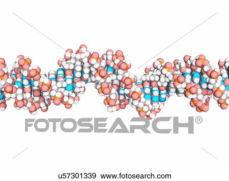 DNA molecule, artwork View Large Illustration Stock Illustration - DNA molecule, artwork. Fotosearch