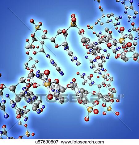 DNA molecule, artwork View Large Illustration Stock Illustration - DNA molecule, artwork. Fotosearch