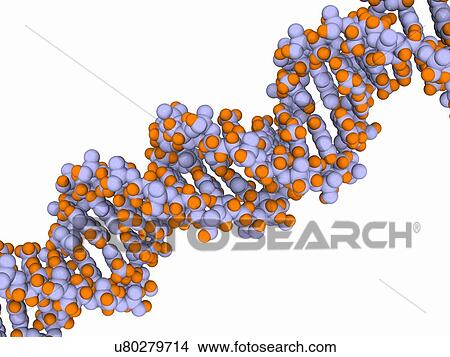 Stock Illustration - DNA molecule, artwork. Fotosearch