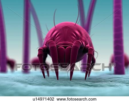 Dust mite, artwork View Large Illustration Drawing - Dust mite, artwork. Fotosearch