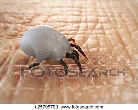 Dust mite, artwork View Large Illustration Drawing - Dust mite, artwork. Fotosearch