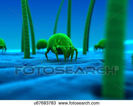 Dust mite, artwork View Large Illustration Drawing - Dust mite, artwork. Fotosearch