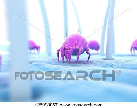 Dust mite, artwork View Large Illustration Stock Illustration - Dust mite, artwork. Fotosearch