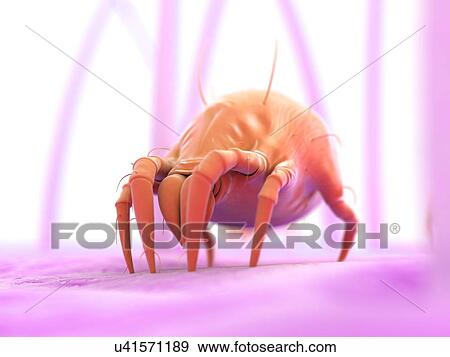 Stock Illustration - Dust mite, artwork. Fotosearch