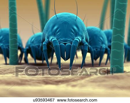 Dust mite, artwork View Large Illustration Stock Illustration - Dust mite, artwork. Fotosearch