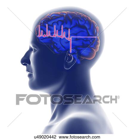 ECG trace and head with brain, artwork View Large Illustration Drawing - ECG trace and head with brain, artwork. Fotosearch