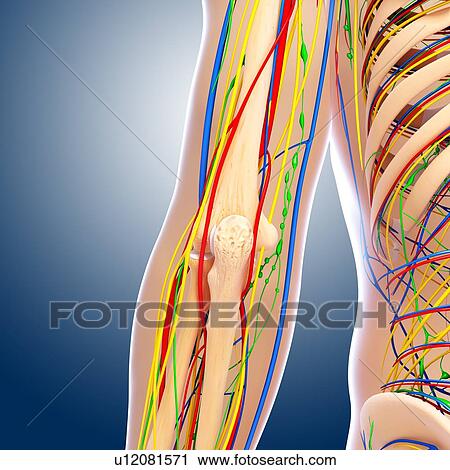 Elbow anatomy, artwork View Large Illustration Clip Art - Elbow anatomy, artwork. Fotosearch
