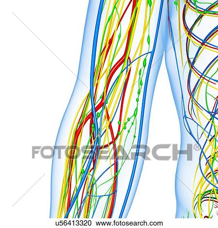 Elbow anatomy, artwork View Large Illustration Clipart - Elbow anatomy, artwork. Fotosearch