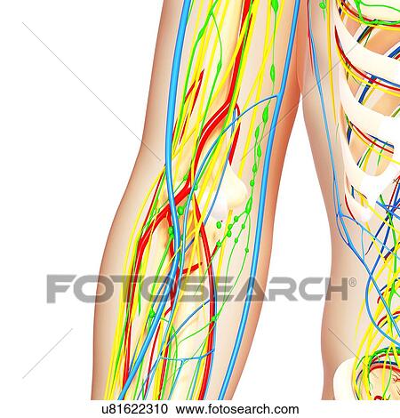 Clipart - Elbow anatomy, artwork. Fotosearch