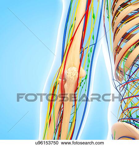 Clipart - Elbow anatomy, artwork. Fotosearch