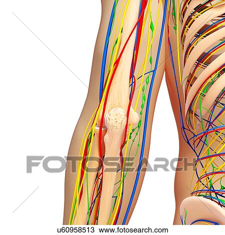 Elbow anatomy, artwork View Large Illustration Drawing - Elbow anatomy, artwork. Fotosearch