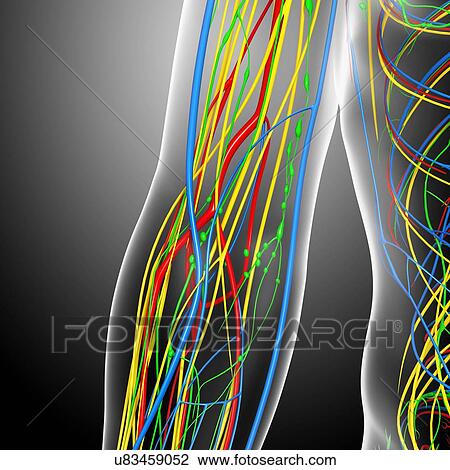 Elbow anatomy, artwork View Large Illustration Drawing - Elbow anatomy, artwork. Fotosearch