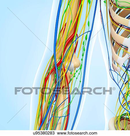 Elbow anatomy, artwork View Large Illustration Drawing - Elbow anatomy, artwork. Fotosearch