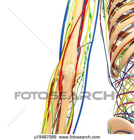 Elbow anatomy, artwork View Large Illustration Stock Illustration - Elbow anatomy, artwork. Fotosearch