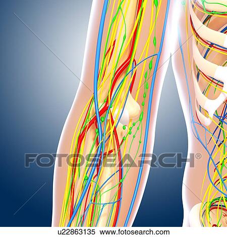 Elbow anatomy, artwork View Large Illustration Stock Illustration - Elbow anatomy, artwork. Fotosearch